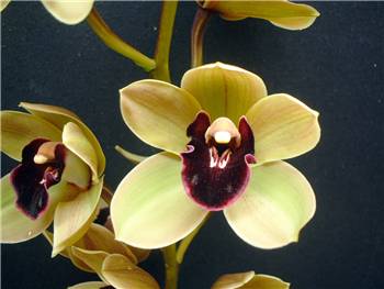 Jessys Velvet Orchidaceae