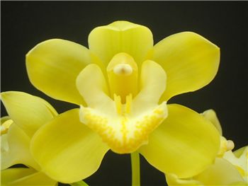 Johns Quest Orchidaceae