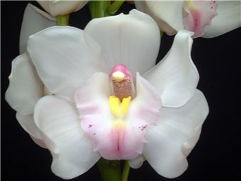 Jung Faru Orchidaceae
