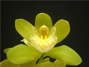 Kiwi Jade Orchidaceae