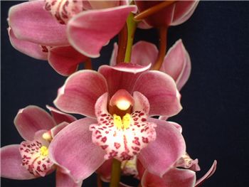 Kyancutter Orchidaceae