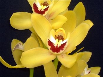Lyden Gold Orchidaceae
