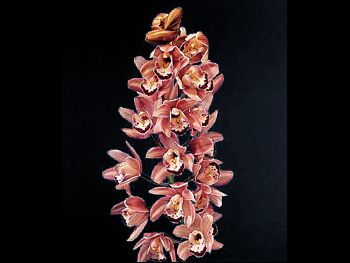 Mauve Orchidaceae