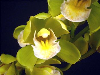 Melanie Sulphur Valley Orchidaceae