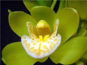 Mini Mint Mokoroa Orchidaceae