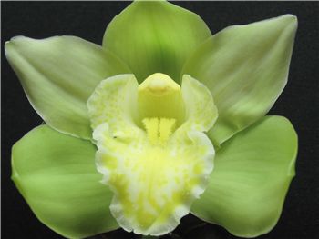 Missing Mervin Orchidaceae