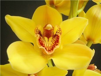 Nevada Orchidaceae
