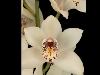 No 60 HFC Orchidaceae