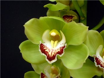 Ovation Emerald Orchidaceae