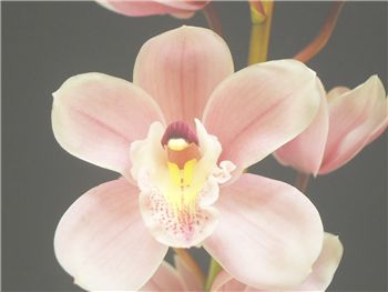 Paradiso Orchidaceae