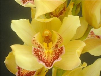 Paterick Orchidaceae