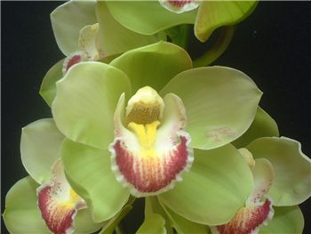 Peppermint Orchidaceae