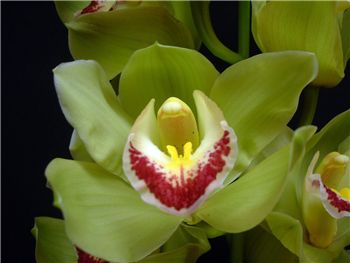 Piedmont Orchidaceae