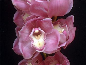 Rietje Orchidaceae