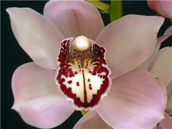 Shogun Orchidaceae