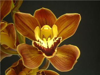 Tokomaru Coco Cola Orchidaceae
