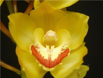 Tracey Redaway Geyserland Orchidaceae