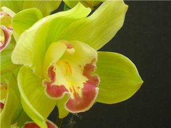 Vanguard Orchidaceae