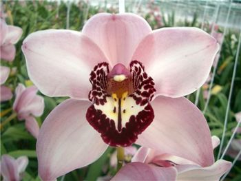Velvet Floss Orchidaceae