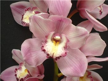 Venus Orchidaceae