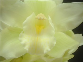 Wakakusa Orchidaceae