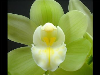 Wasabi Orchidaceae
