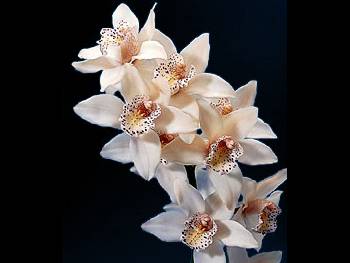 White Orchidaceae