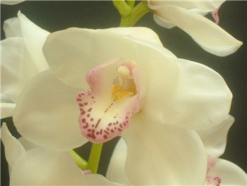 Winterbride Orchidaceae