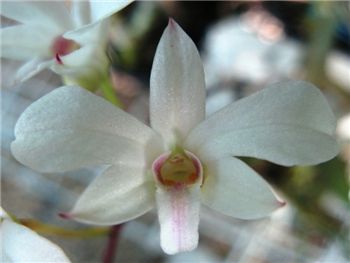 Affine Orchidaceae