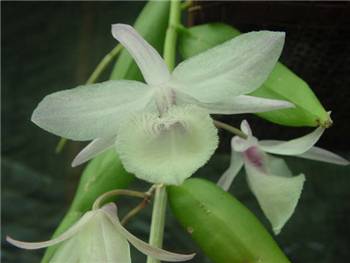 Alba Orchidaceae