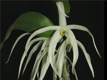 Amboinense Orchidaceae