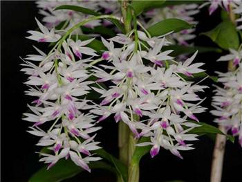 Amethystoglossum Orchidaceae