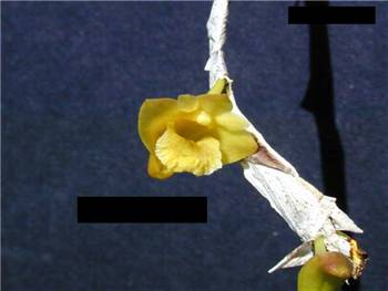 Anceps Orchidaceae