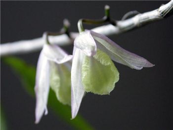 Aphyllum Orchidaceae
