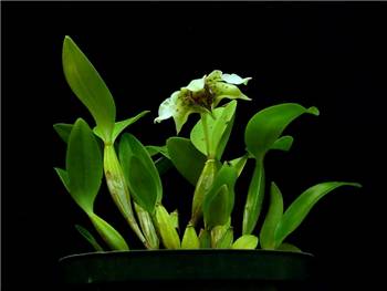 Atroviolaceum Orchidaceae