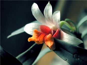 Bellatulum Orchidaceae