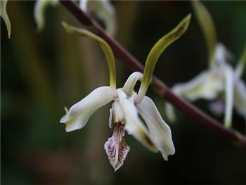 Bicaudatum Orchidaceae