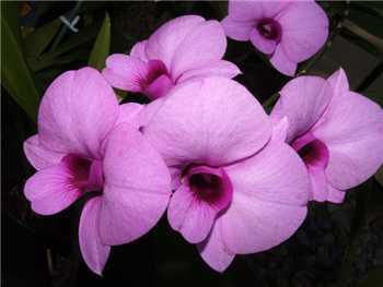 Bigibbum Orchidaceae