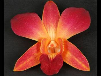 Bom Dyed Orange Orchidaceae