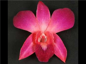 Bom Dyed Red Orchidaceae