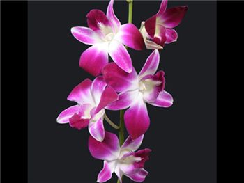 Bombay Orchidaceae