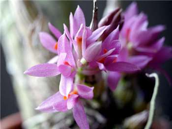 Bracteosum Orchidaceae