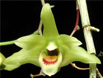 Catenatum Orchidaceae