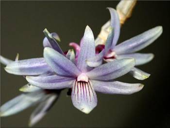 Ceraula Orchidaceae