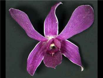 Chanel Blue Orchidaceae