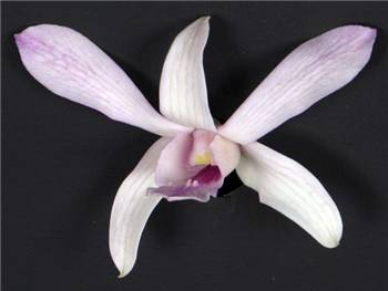 Chanel Orchidaceae