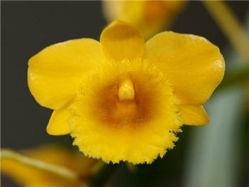 Chrysotoxum Orchidaceae