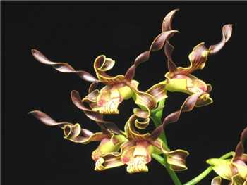 Cochliodes Orchidaceae