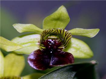 Convolutum Orchidaceae