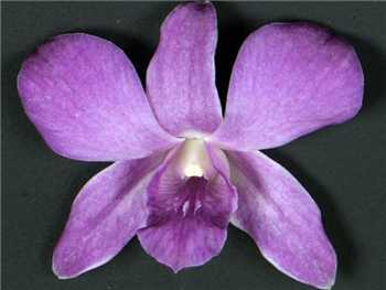 Dark Blue Orchidaceae